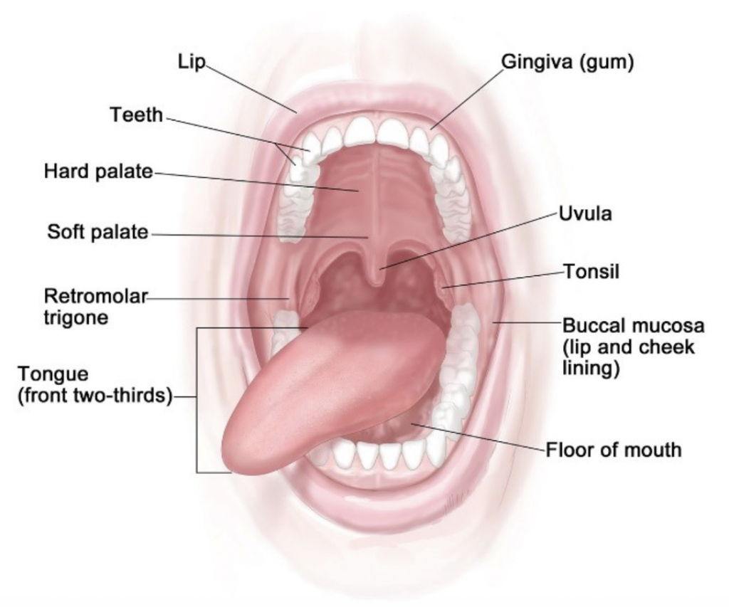 Полость рта язык зубы. Миндалины полости рта анатомия. Ротовая полость (органы, строение стенок). Анатомическое строение ротовой полости. Строение ротовой полости миндалины.