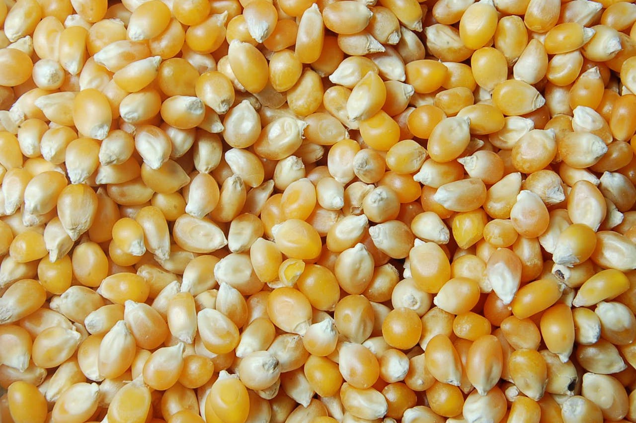 Semilla maíz