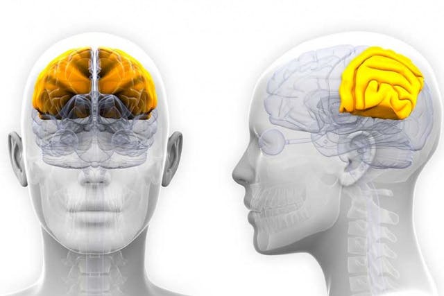 Lóbulo Occipital Del Cerebro Anatomía Y Funciones 5389