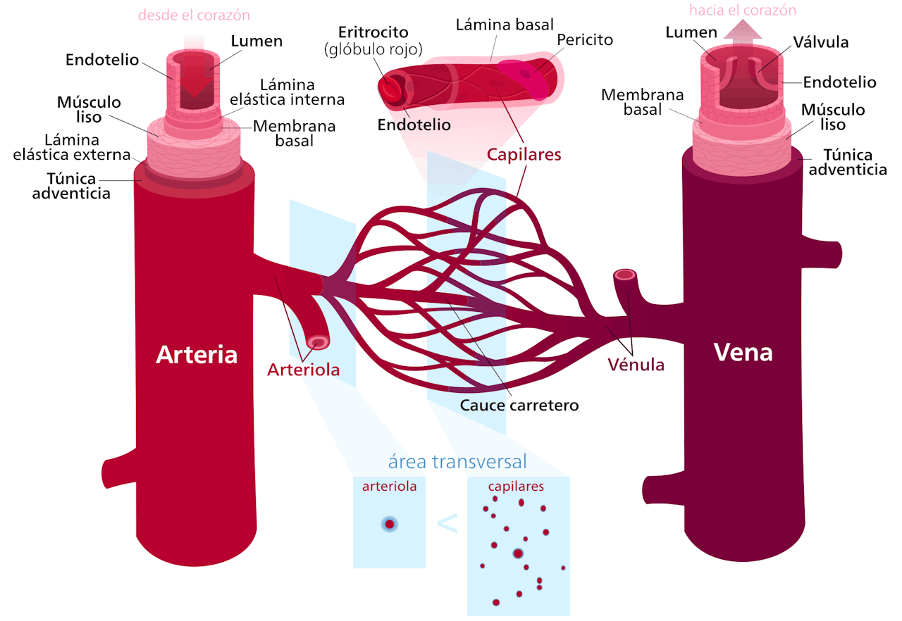 Tipos vasos sanguíneos