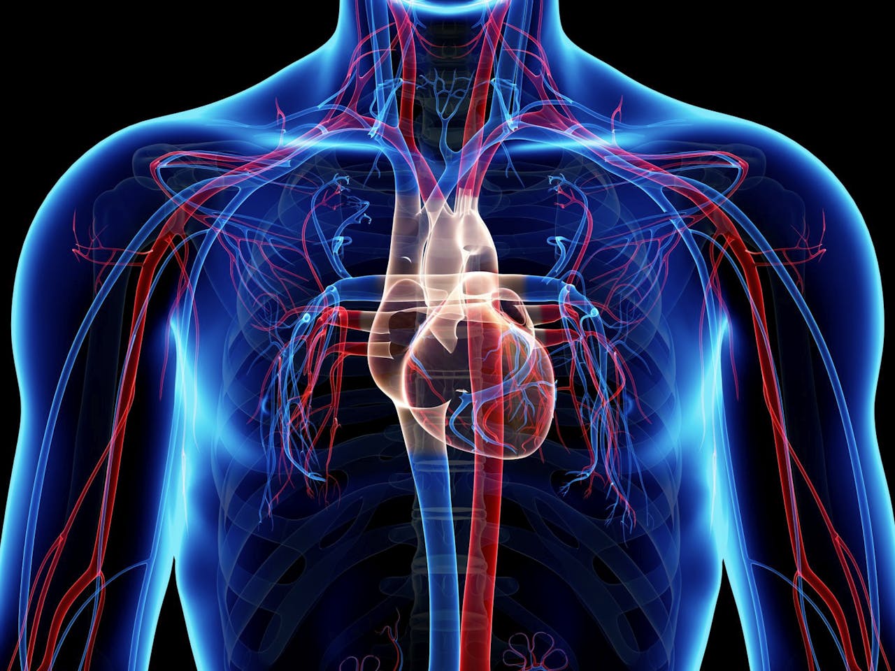 Corazón vasos sanguíneos