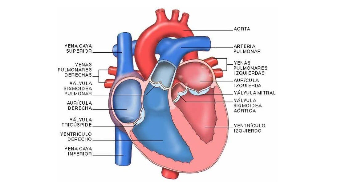 Partes del corazón y su anatomía
