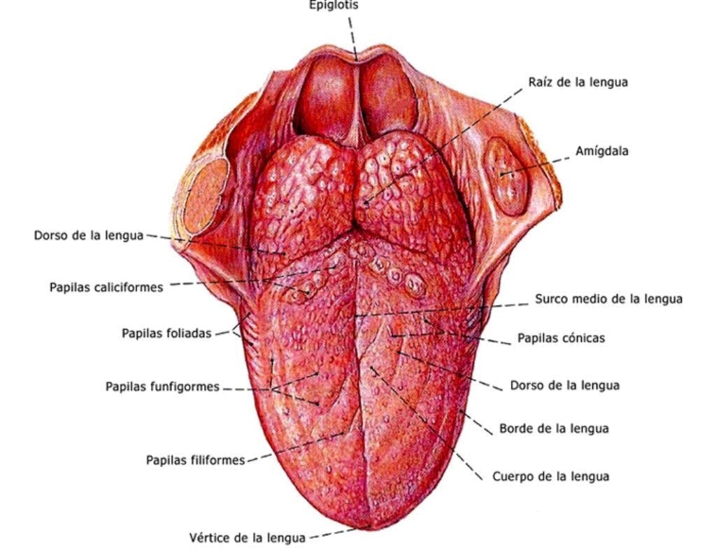 Anatomía lengua