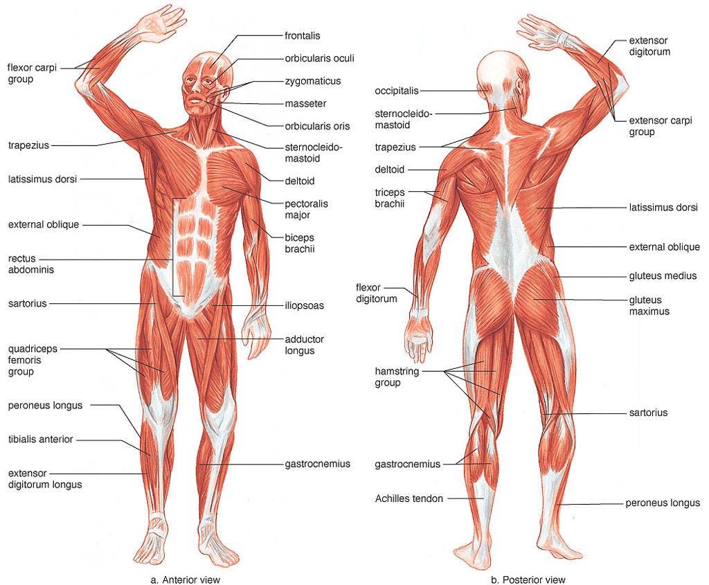 Sistema muscular 2