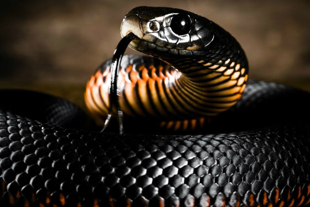Serpientes más venenosas