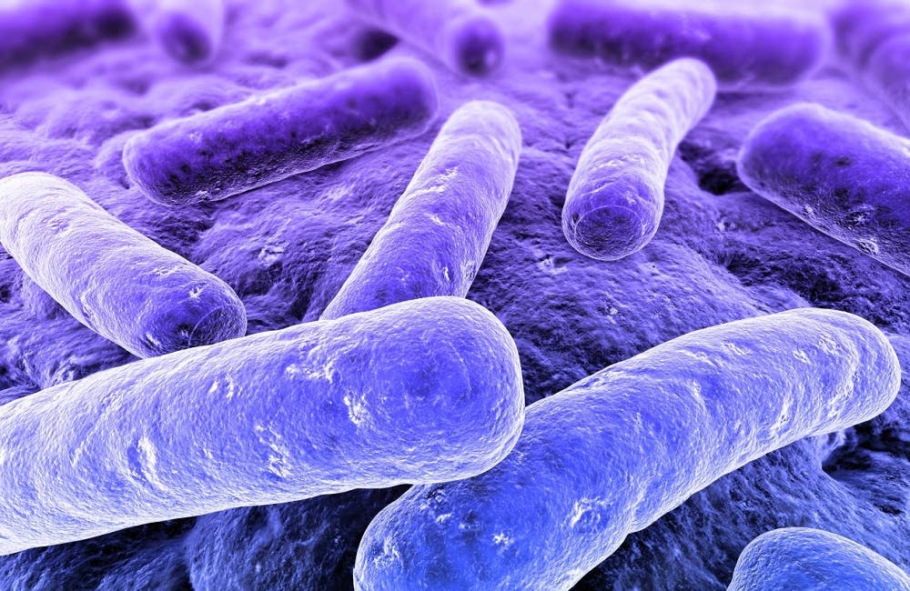 Bacteria bacilo