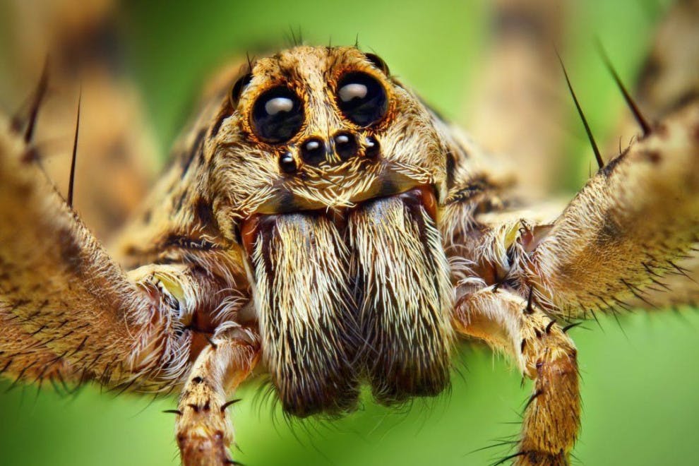 Arañas más venenosas peligrosas