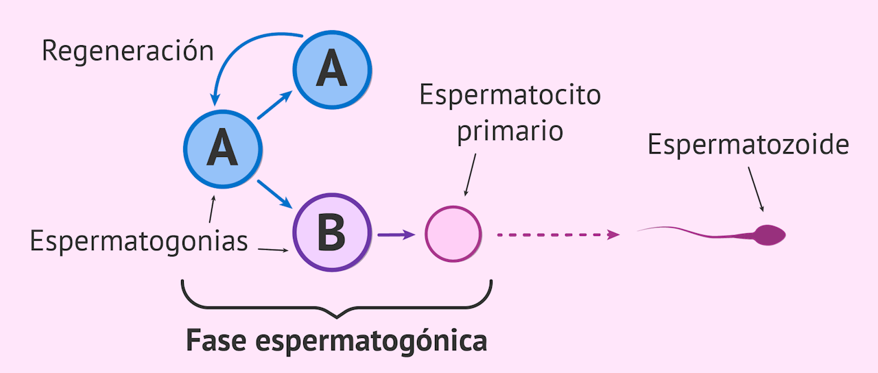 Fase espermatogónica