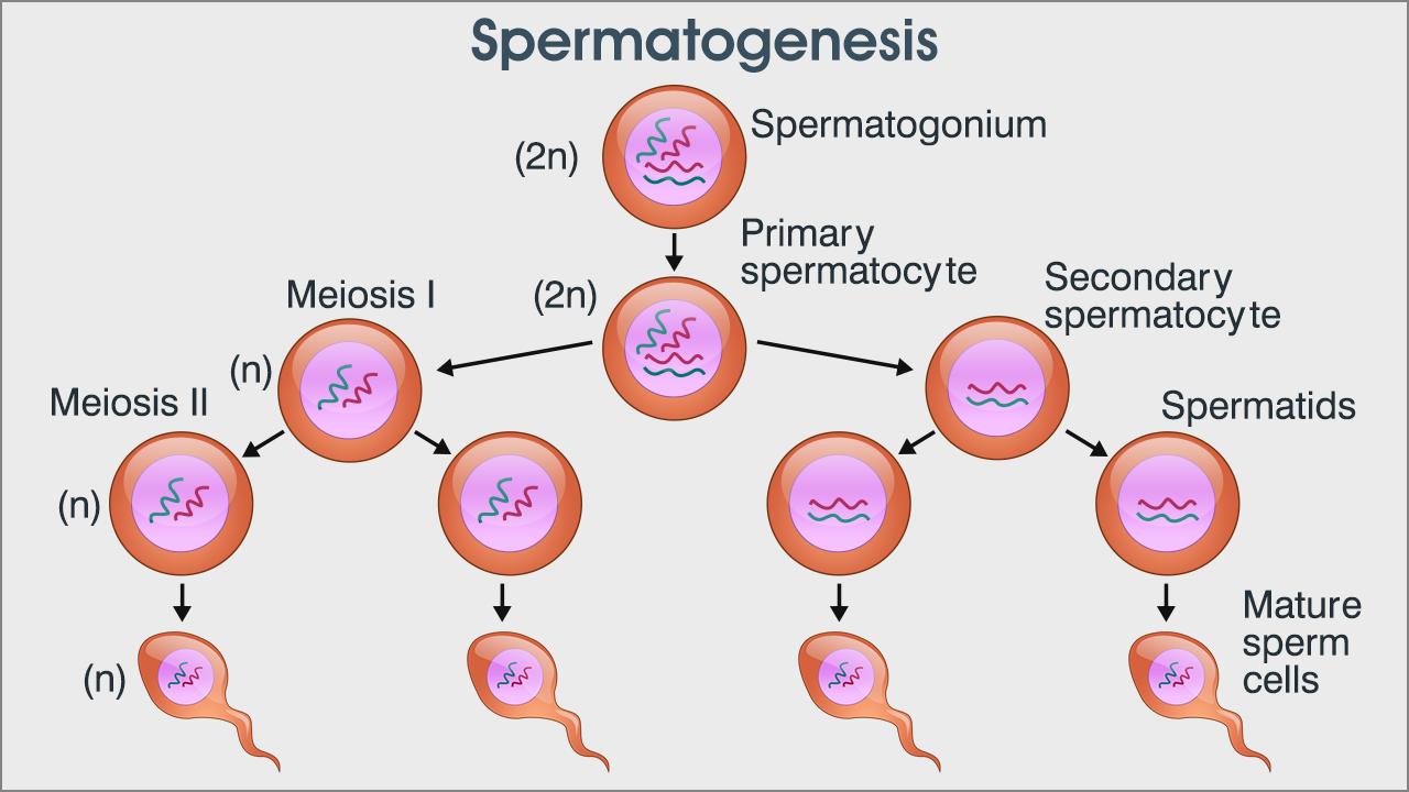 Espermatogénesis fases