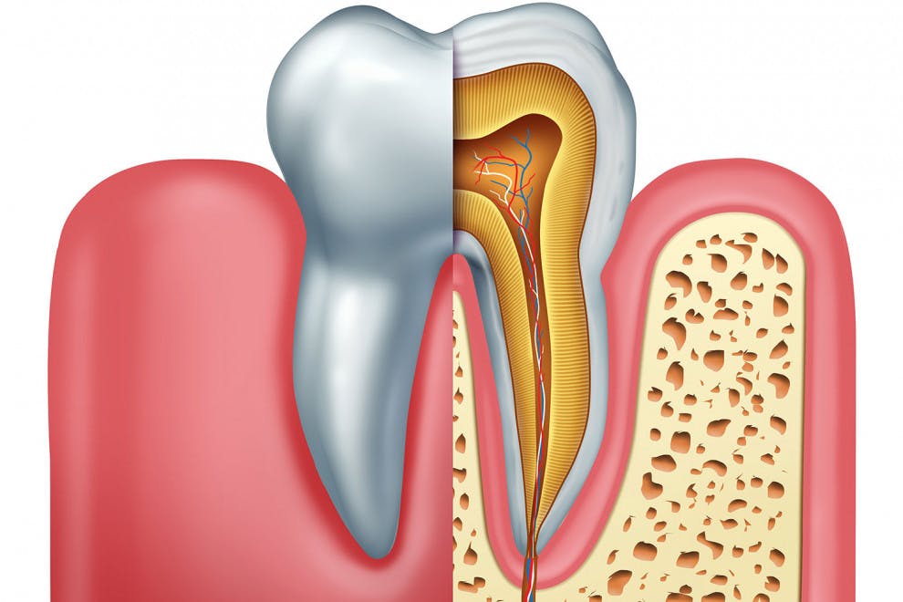 Partes diente
