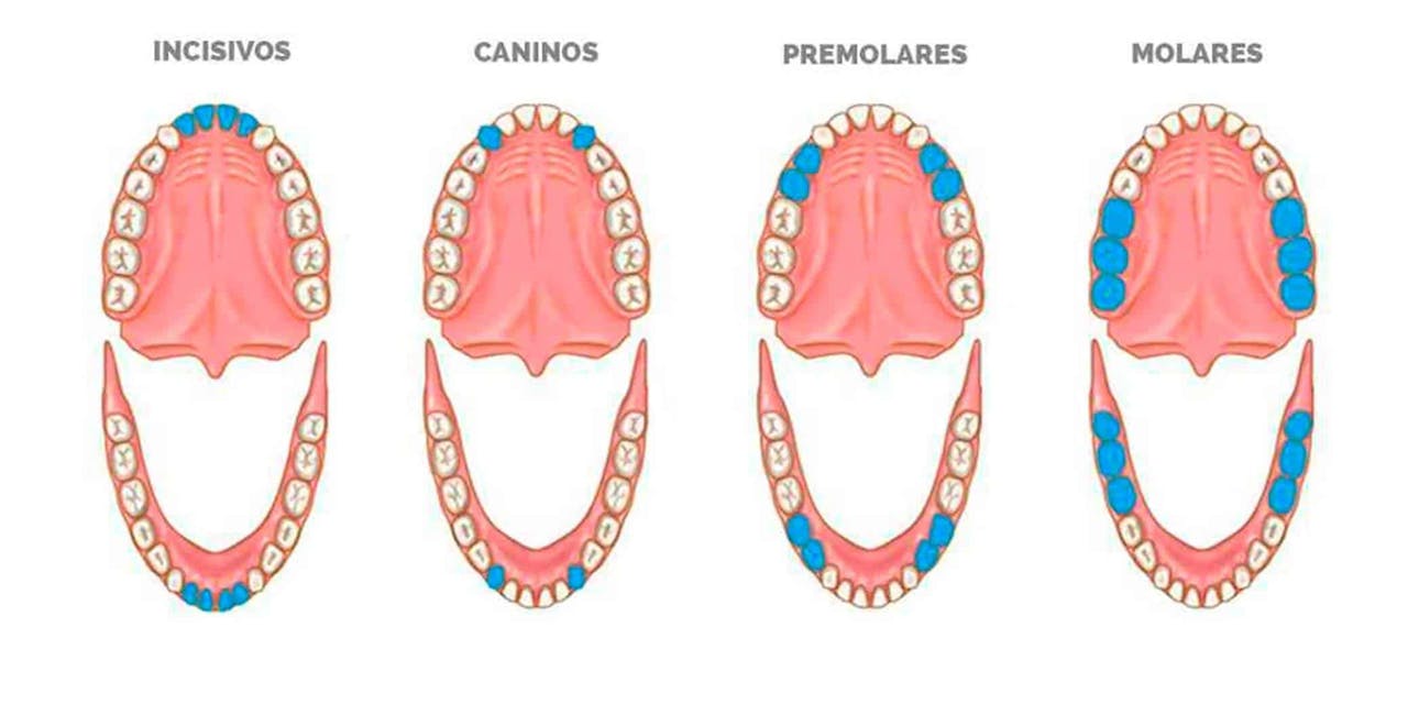 Tipos dientes
