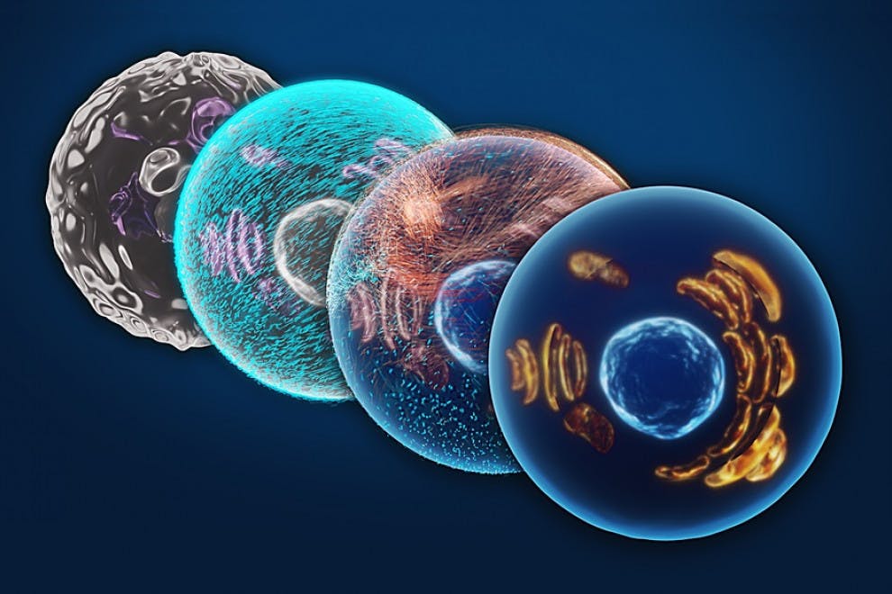 Tipos de células del sistema inmune