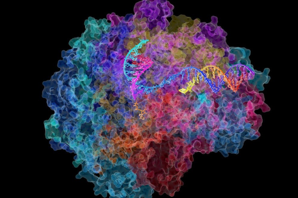RNA polimerasa