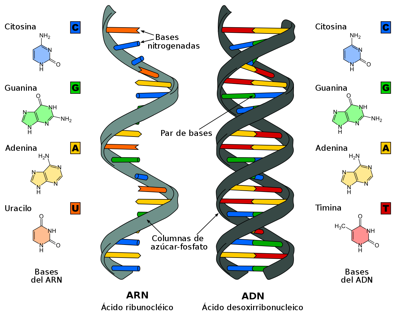 ARN ADN