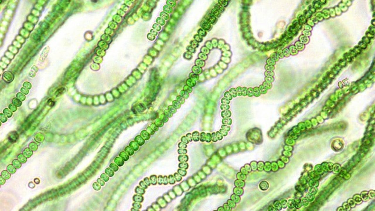 Cianobacterias tierra