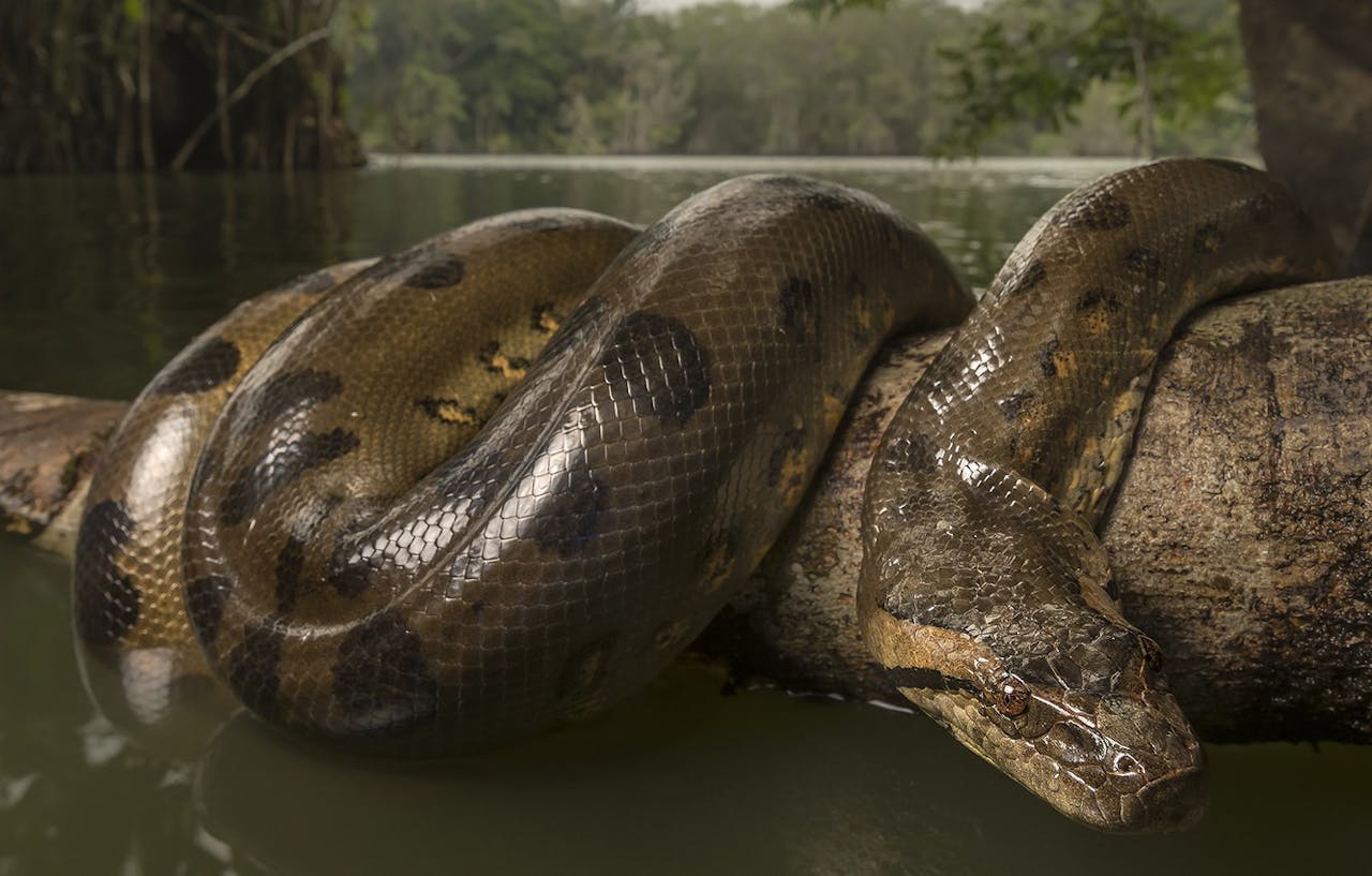 Anaconda selva