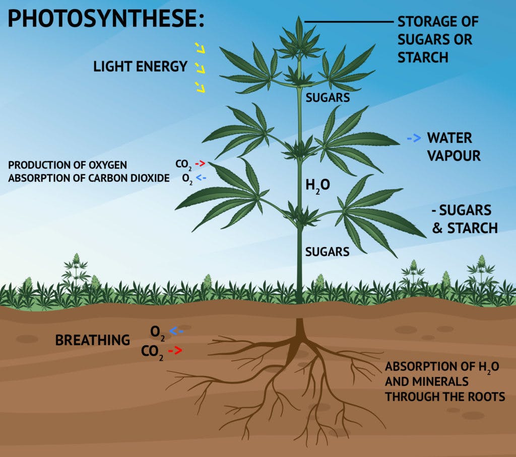 Fotosíntesis proceso