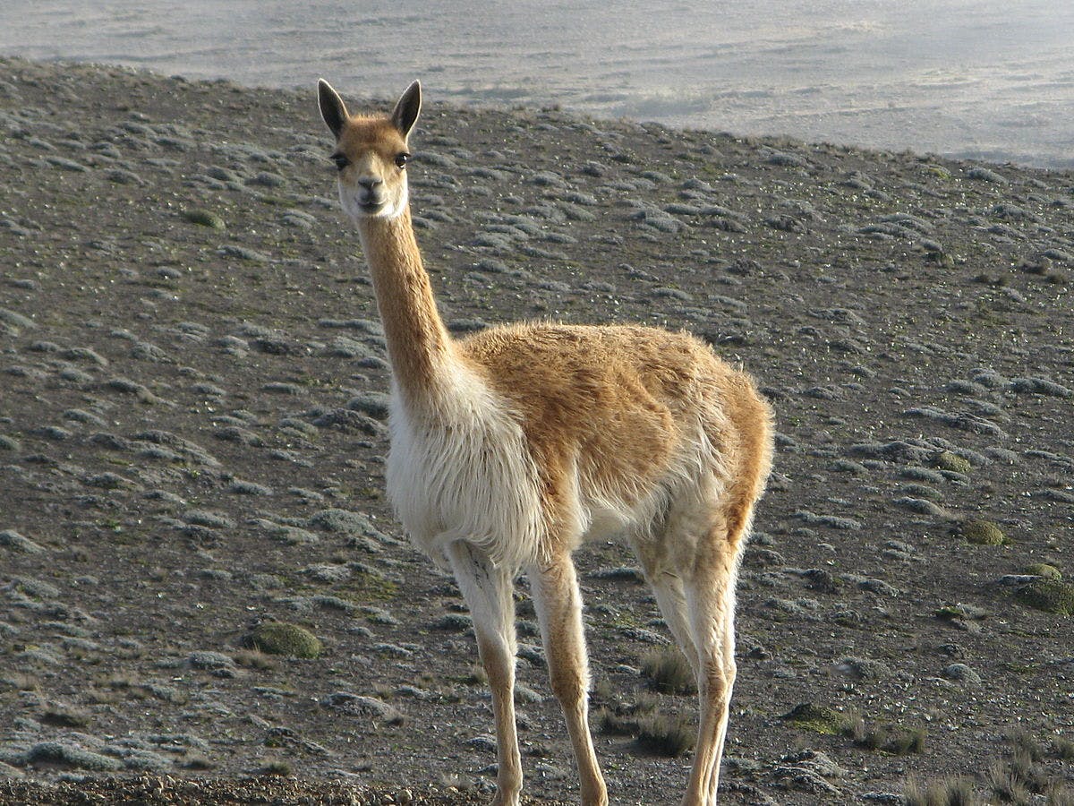 Vicuña altiplano