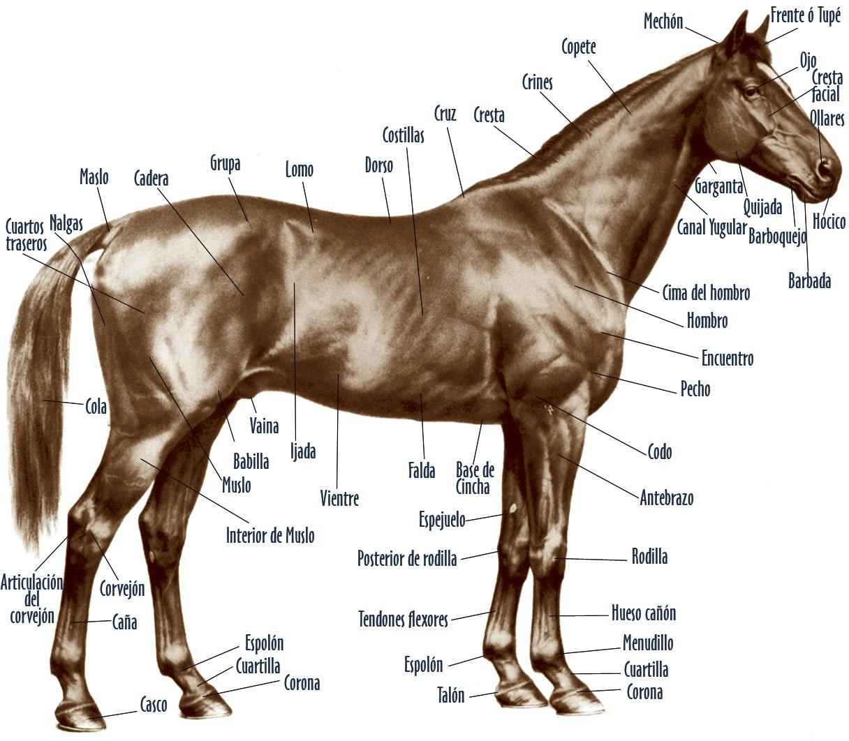 Anatomía caballo