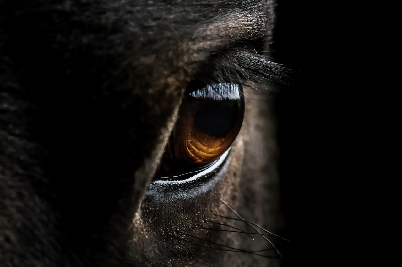 Ojos caballo