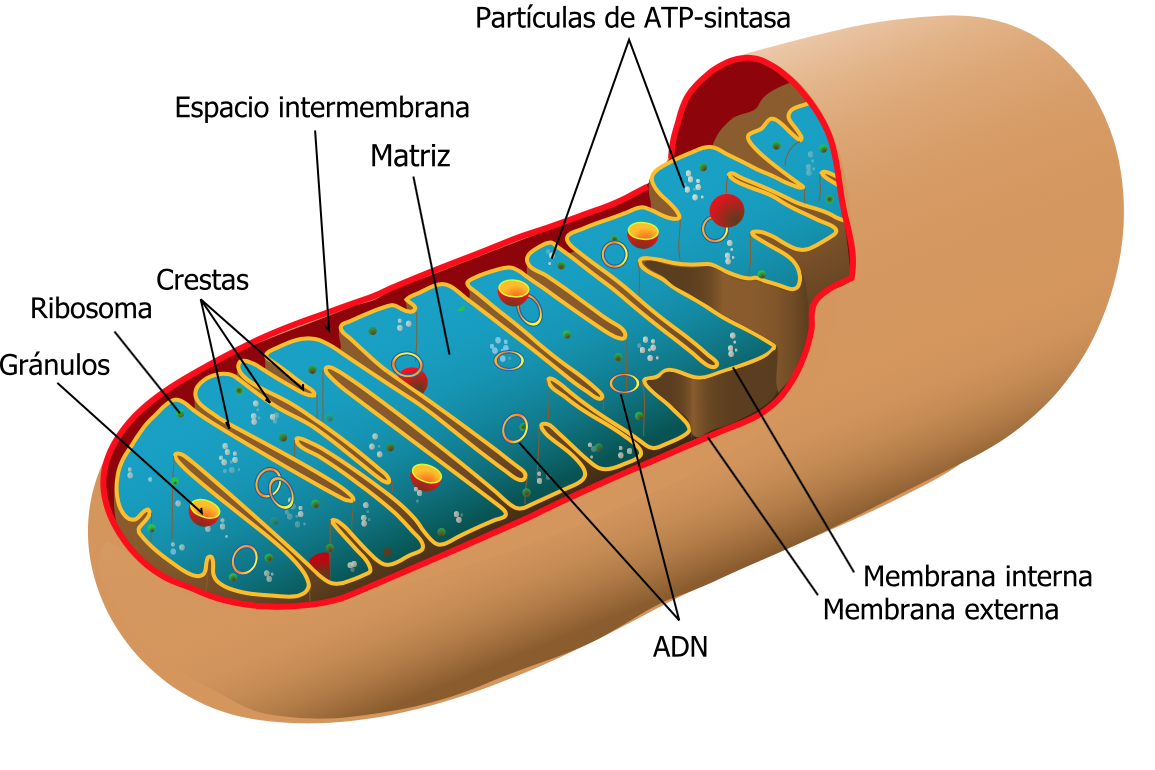 Estructura mitocondria