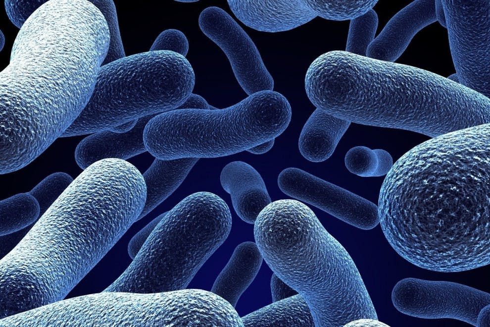 Reino bacteria