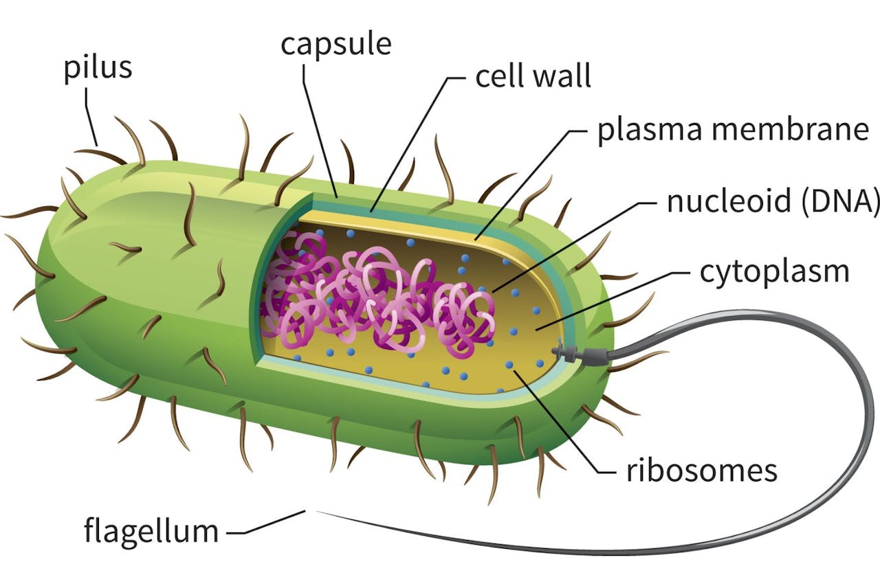 Bacteria estructura