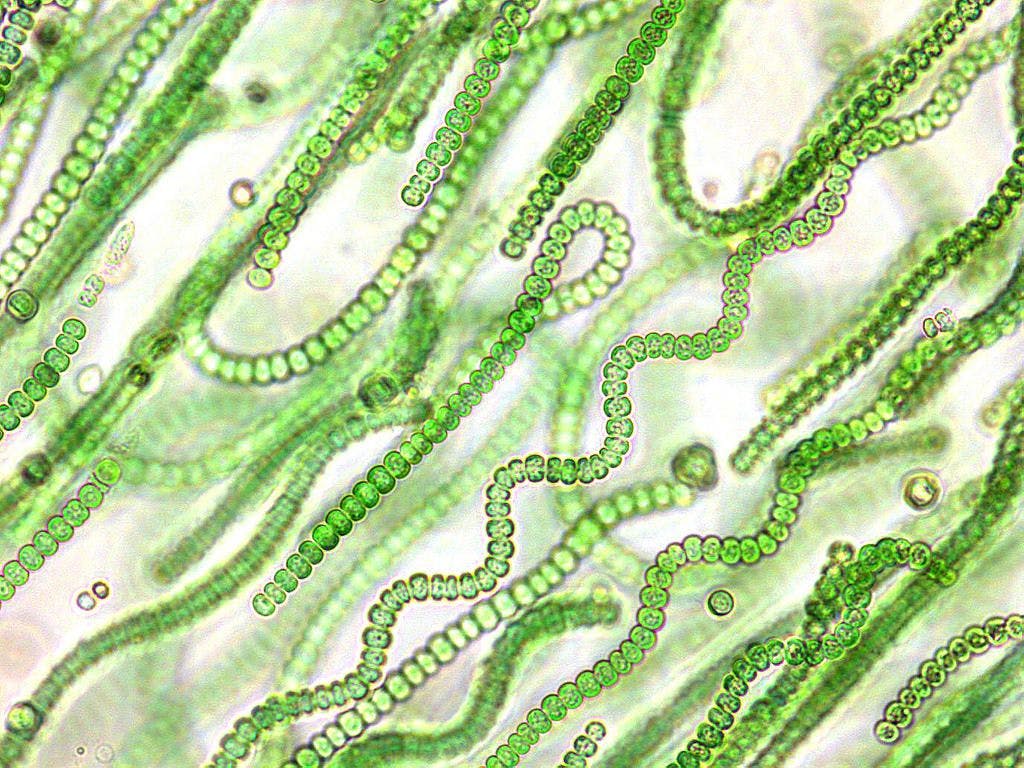 Bacteria fotosíntesis