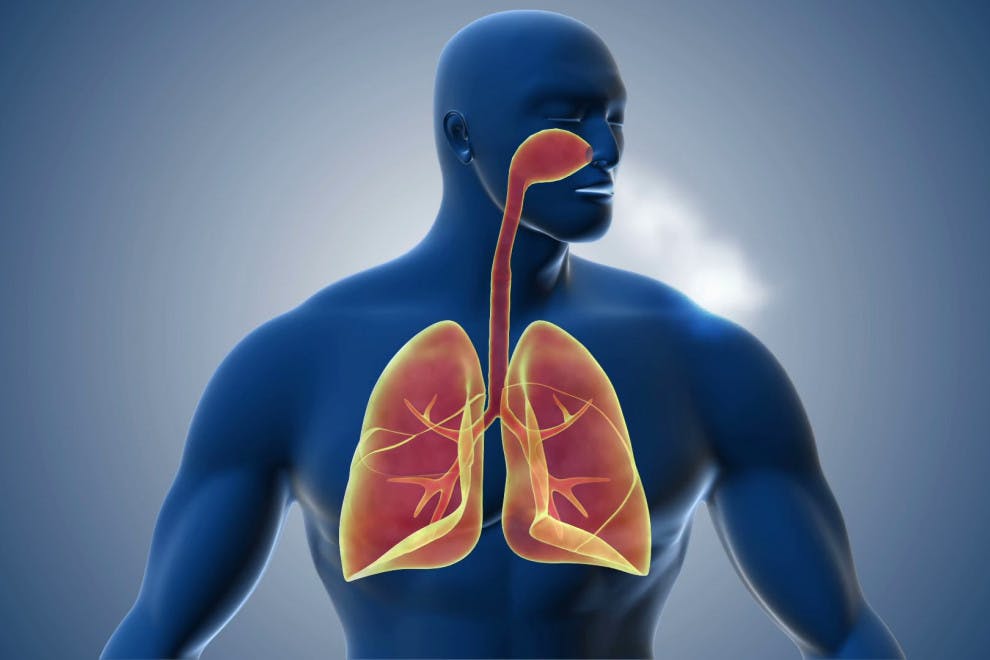 Partes sistema respiratorio