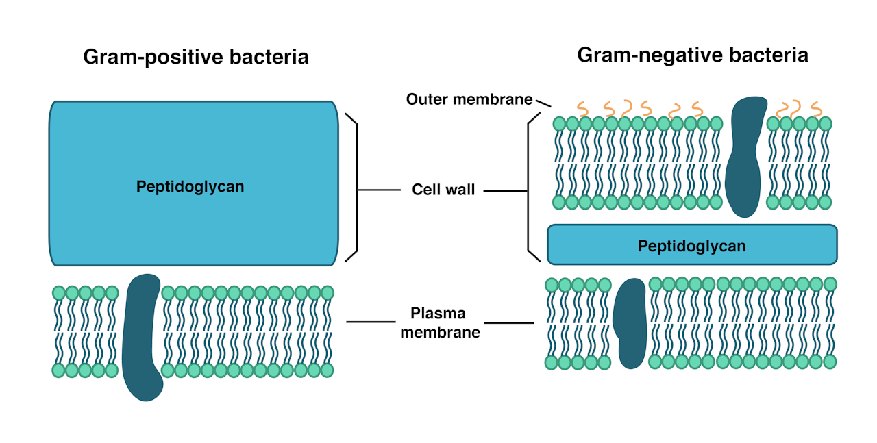 Pared celular bacteria