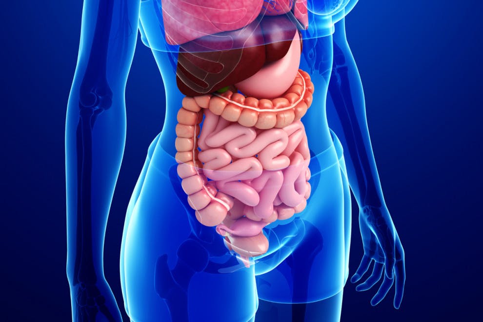 Partes sistema digestivo