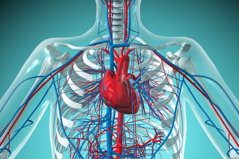 Partes sistema circulatorio