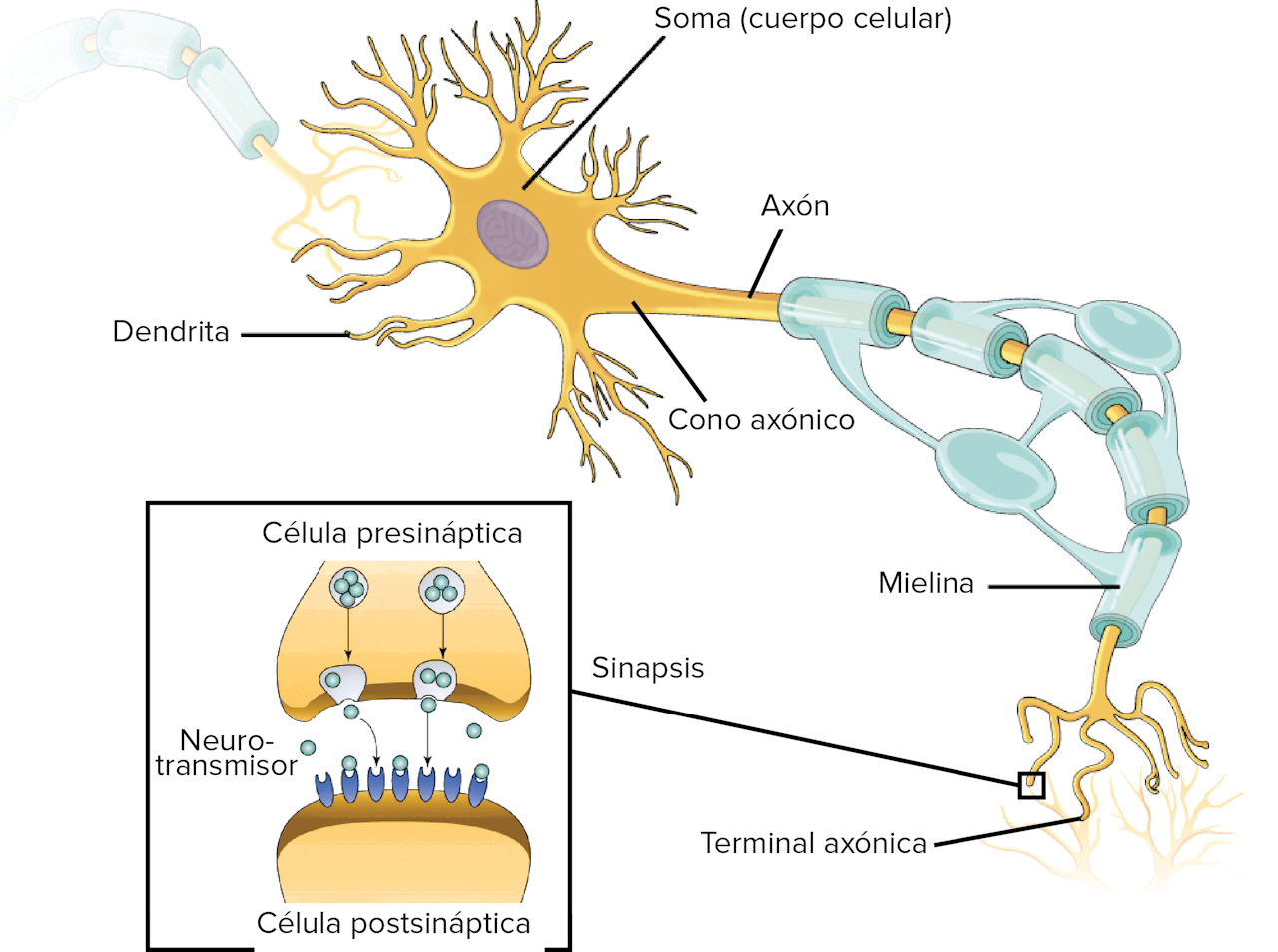 Axón sinapsis
