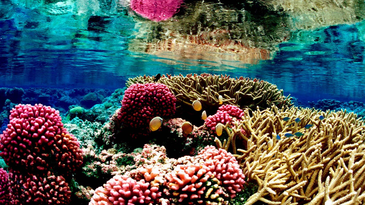 Arrecife coral