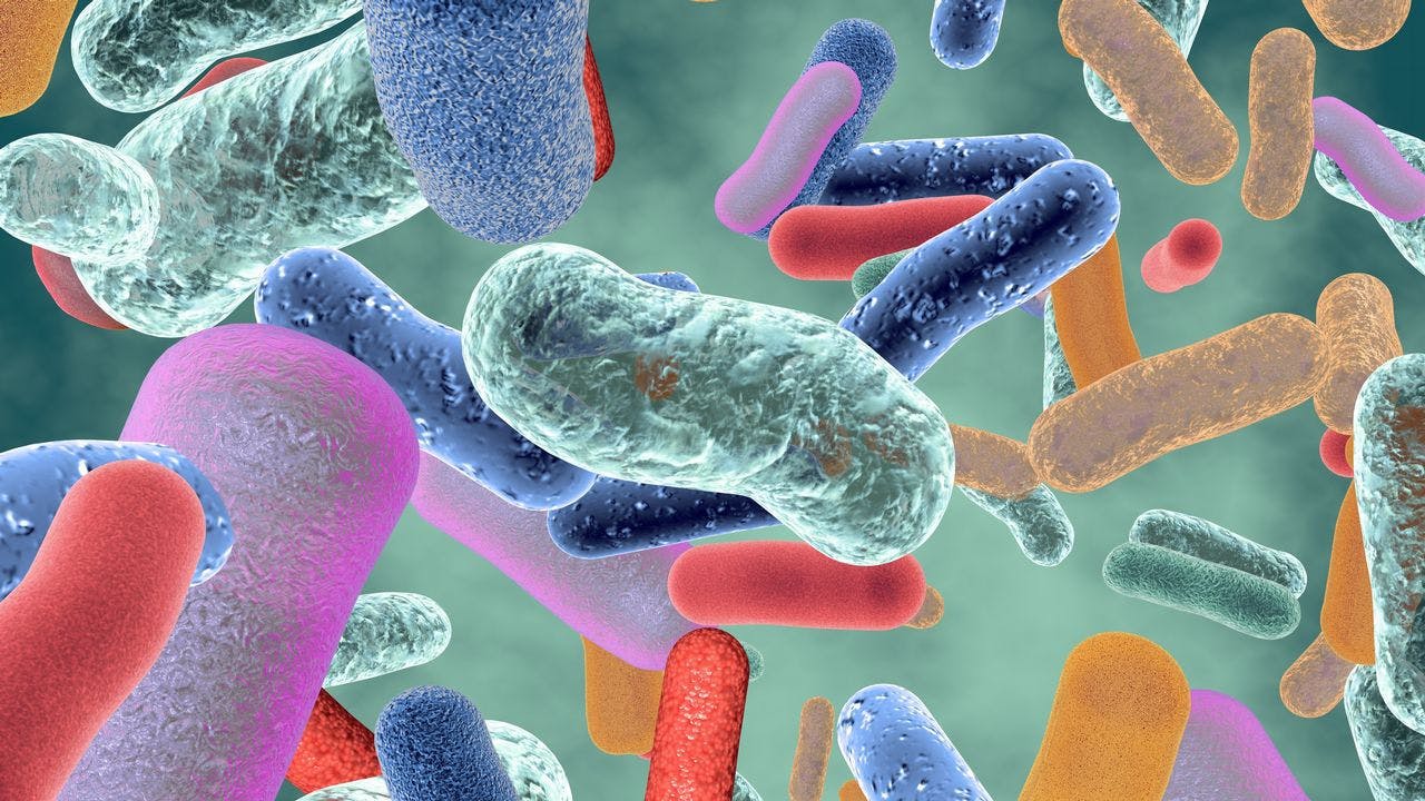 Bacteria germen