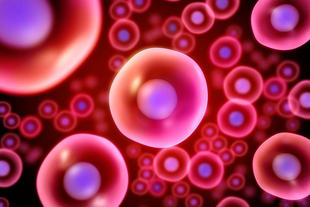 Tipos células madre