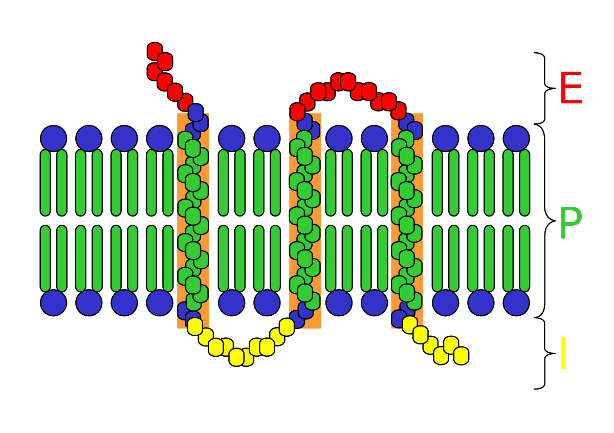 Proteína transmembrana