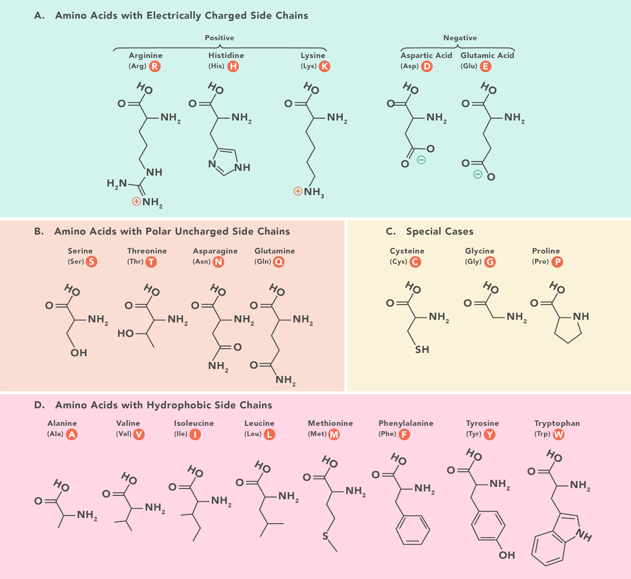 Aminoácidos cadena lateral