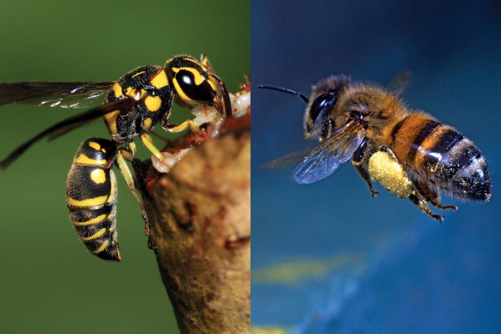 Diferencias abeja avispa
