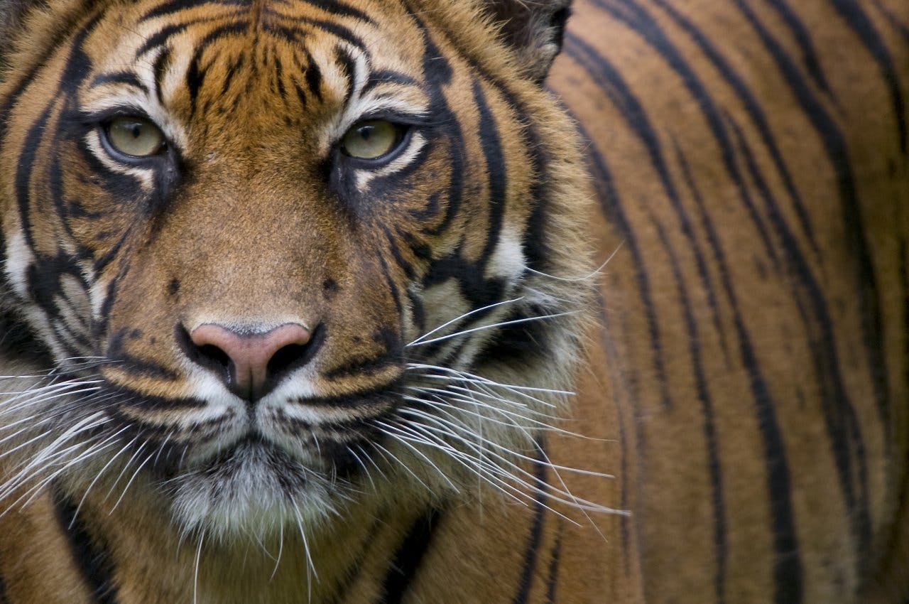 Tigre Sumatra