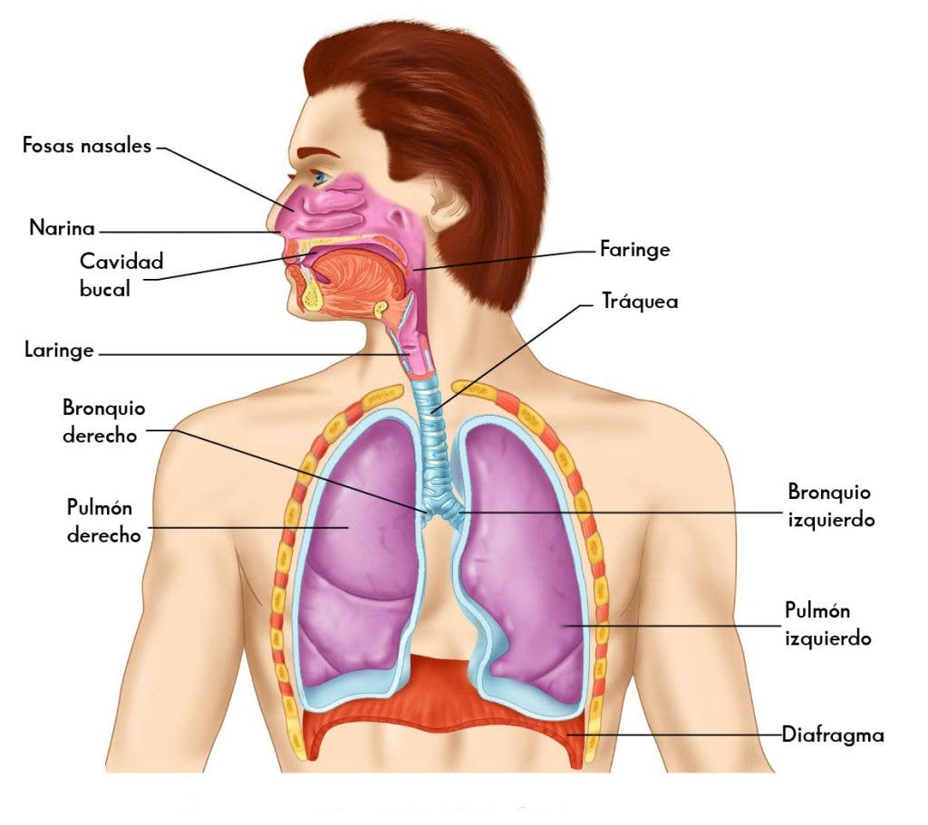 Órganos respiratorios
