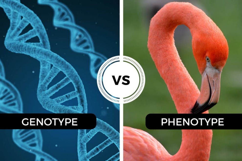 Diferencias genotipo fenotipo