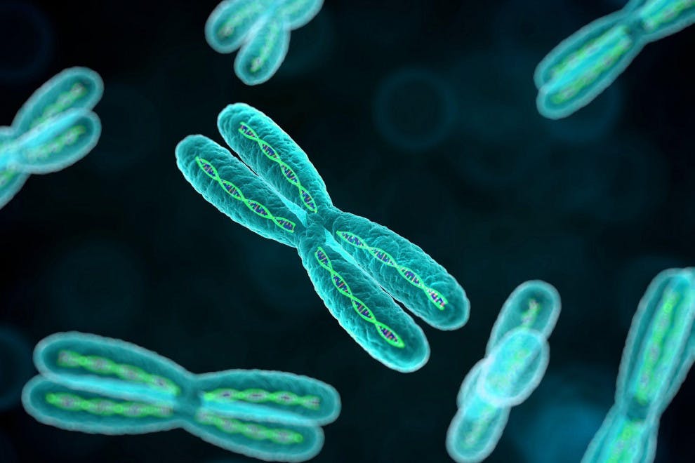 Partes cromosomas