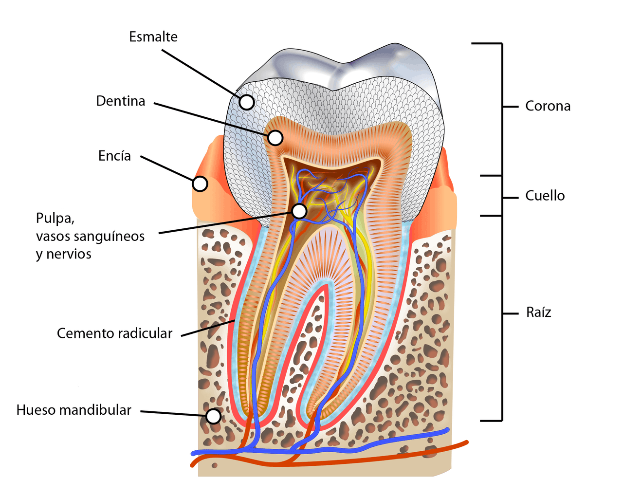 Partes diente