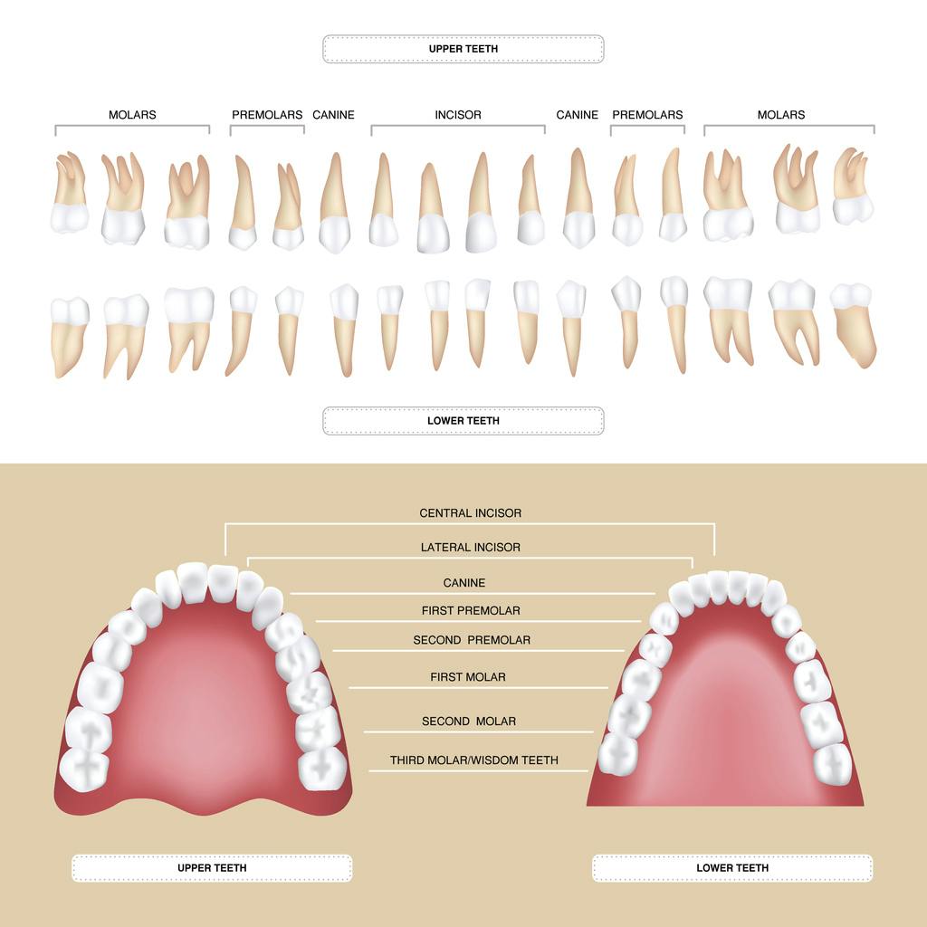 Clasificación dientes
