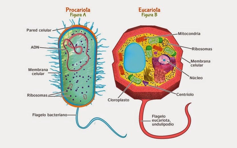 Células Eucariota y Procariota