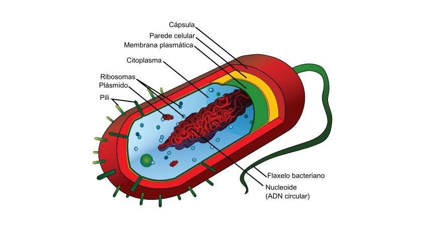 Célula bacteriana