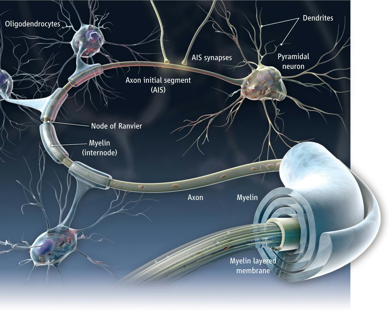 Neurona mielina