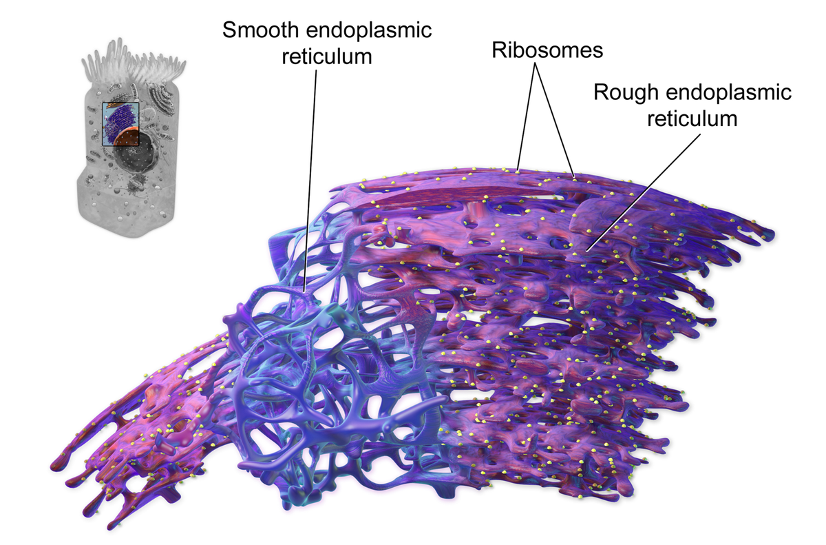 Retículo endoplasmático rugoso