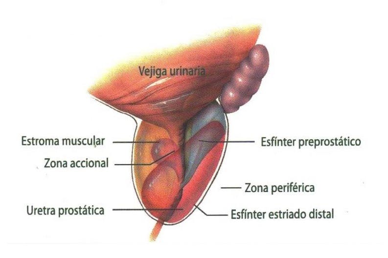 Partes próstata